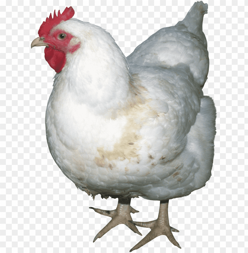 White chicken with red comb standing on two legs PNG