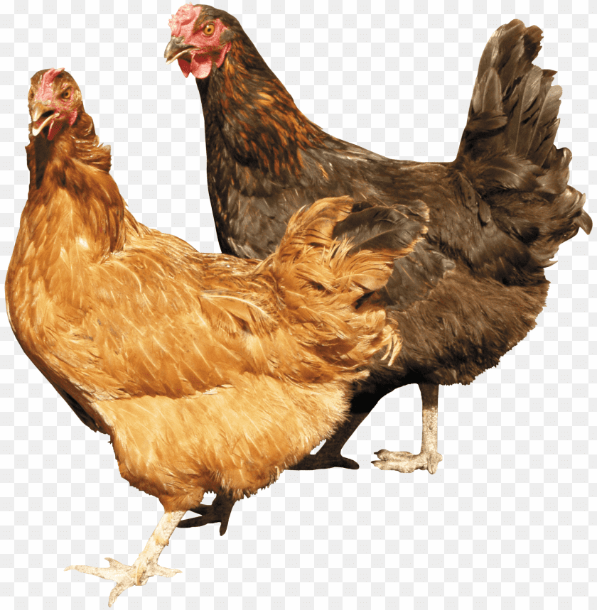 Two chickens, one brown and one black, standing on a transparent background PNG