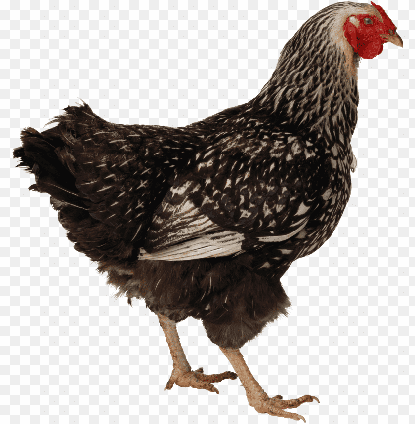 Colorful hen walking on a transparent background PNG