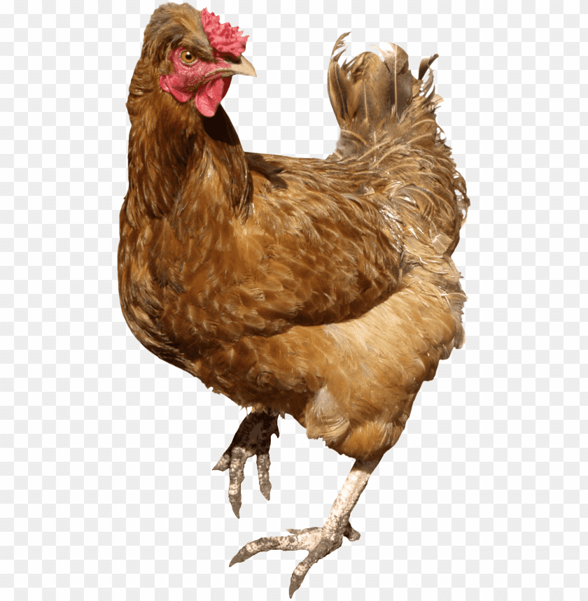 A brown chicken standing with an alert posture against a transparent background PNG