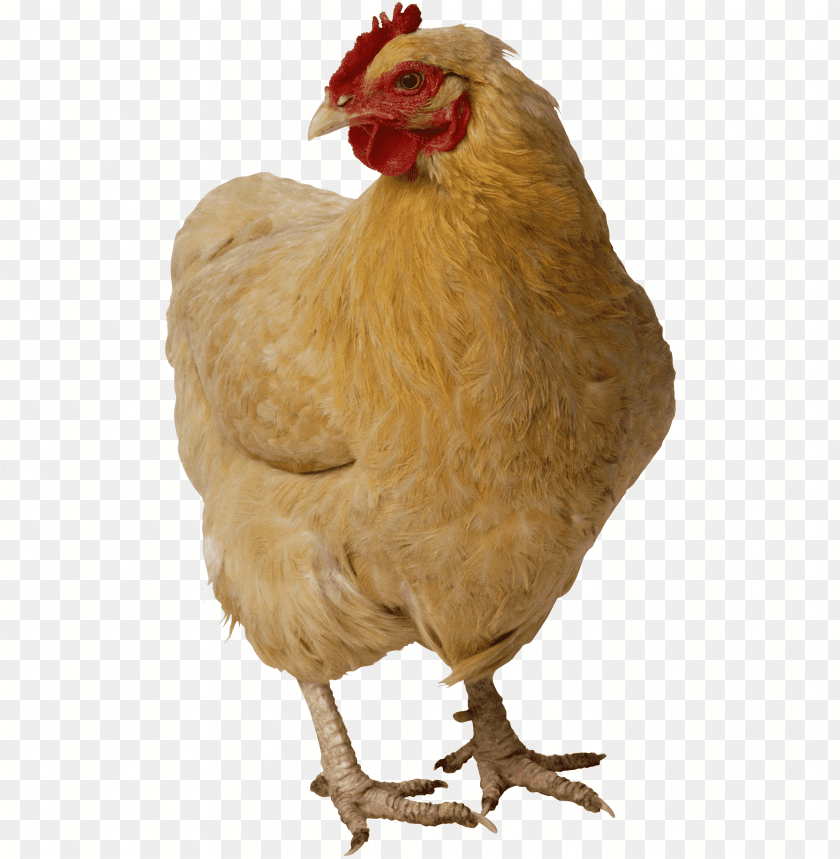 A standing yellow hen with a red comb and wattles PNG