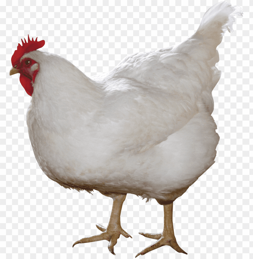 chicken,chicken free png,chicken png free,chicken png,chicken images png,chicken file png,chicken transparent