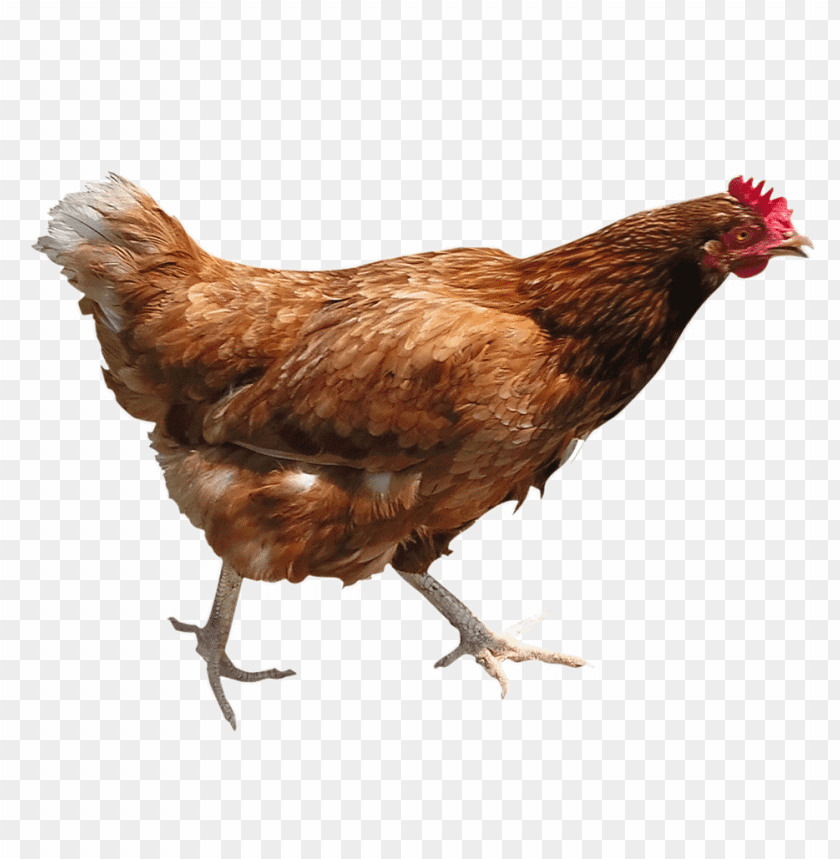 Brown chicken walking with a red comb and white tail feathers PNG