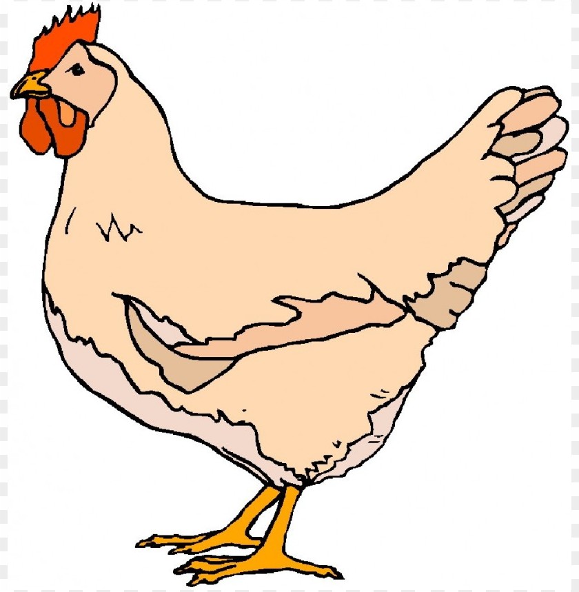 chicken, farm animal, poultry, domestic bird, egg producer, backyard chicken, hen