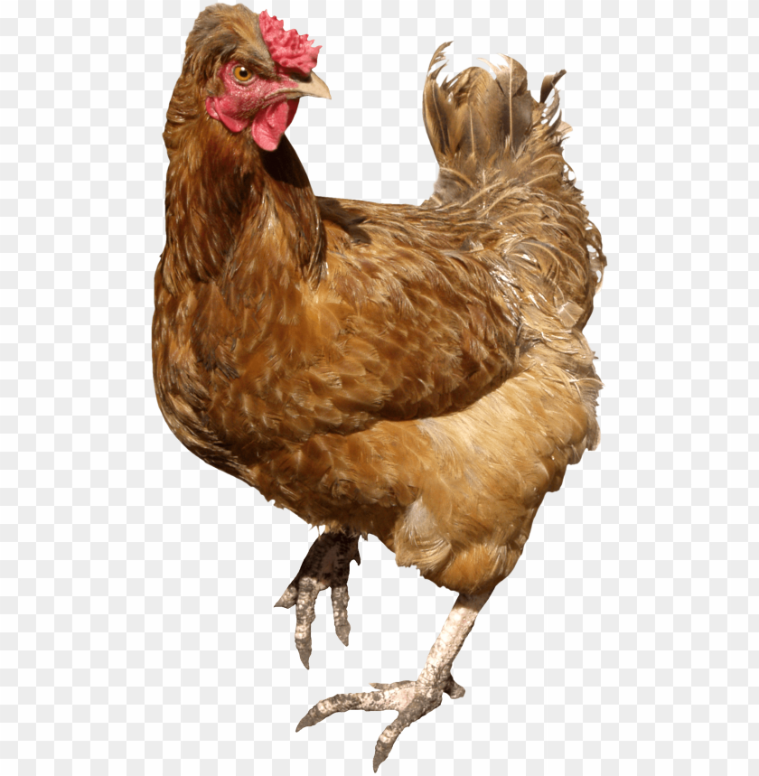 chicken meat png, chicken,png,chickenmeat