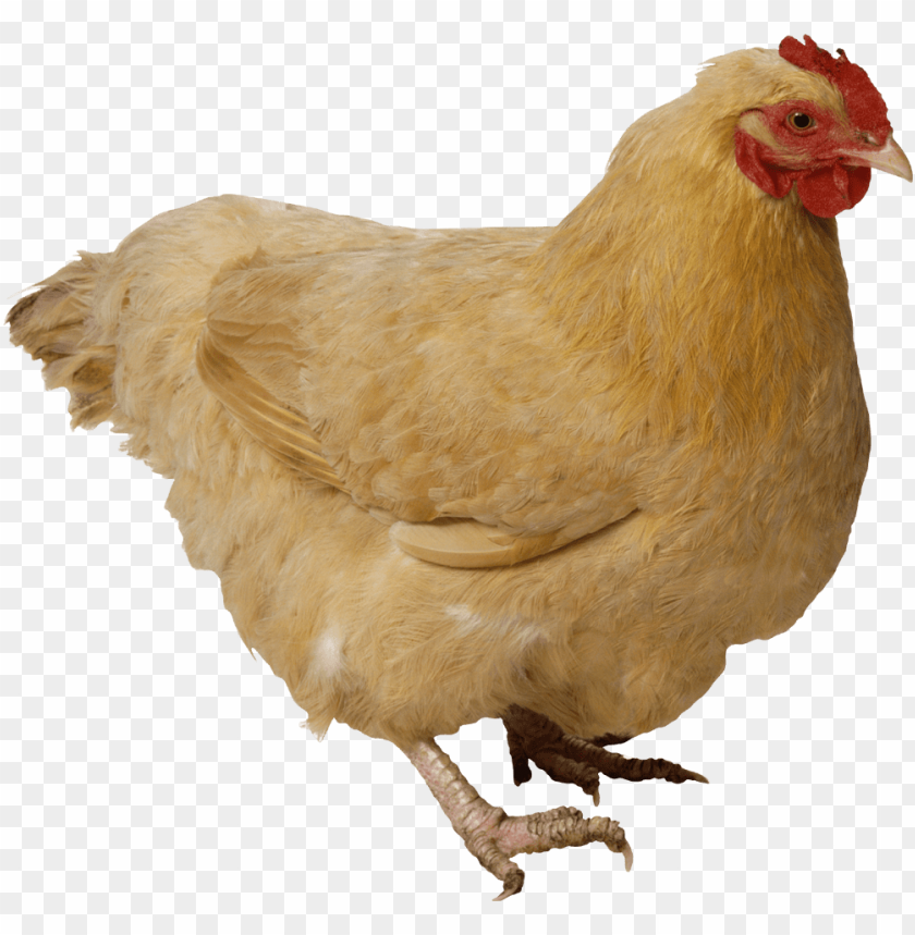 chicken meat png, chicken,png,chickenmeat