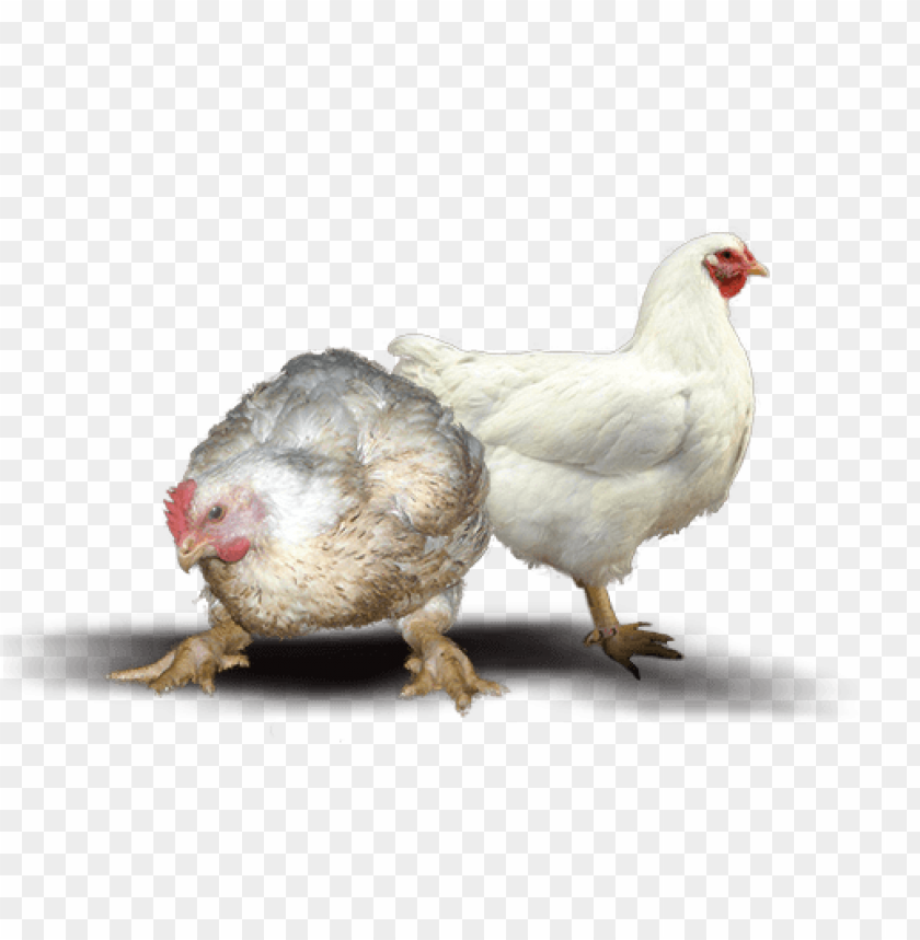 chicken meat png, chicken,png,chickenmeat