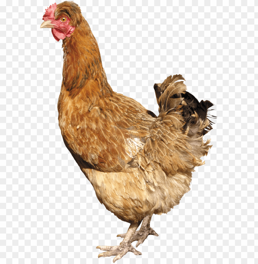 chicken meat png, chickenmeat,png,chicken