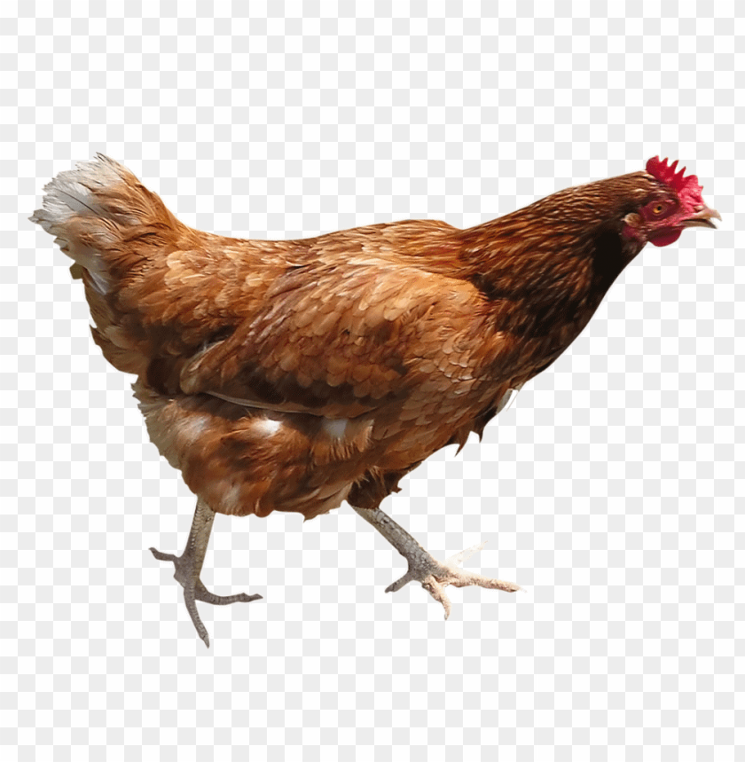 chicken, poultry, bird, farm animal, brown feathers, domestic fowl, livestock