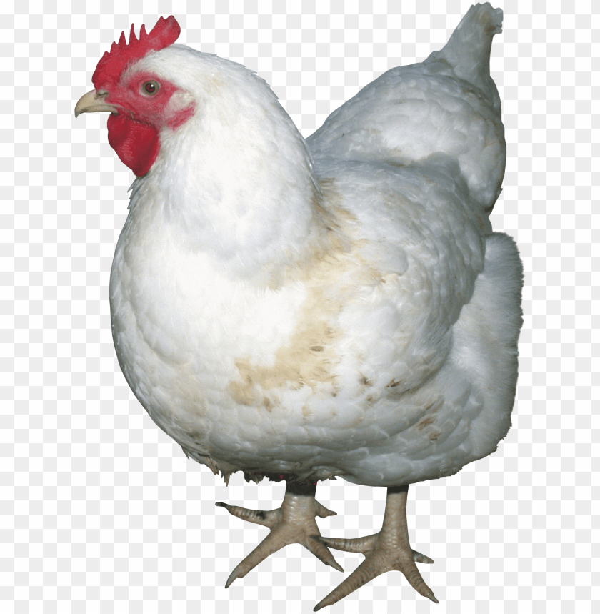 chicken png, png,chicken