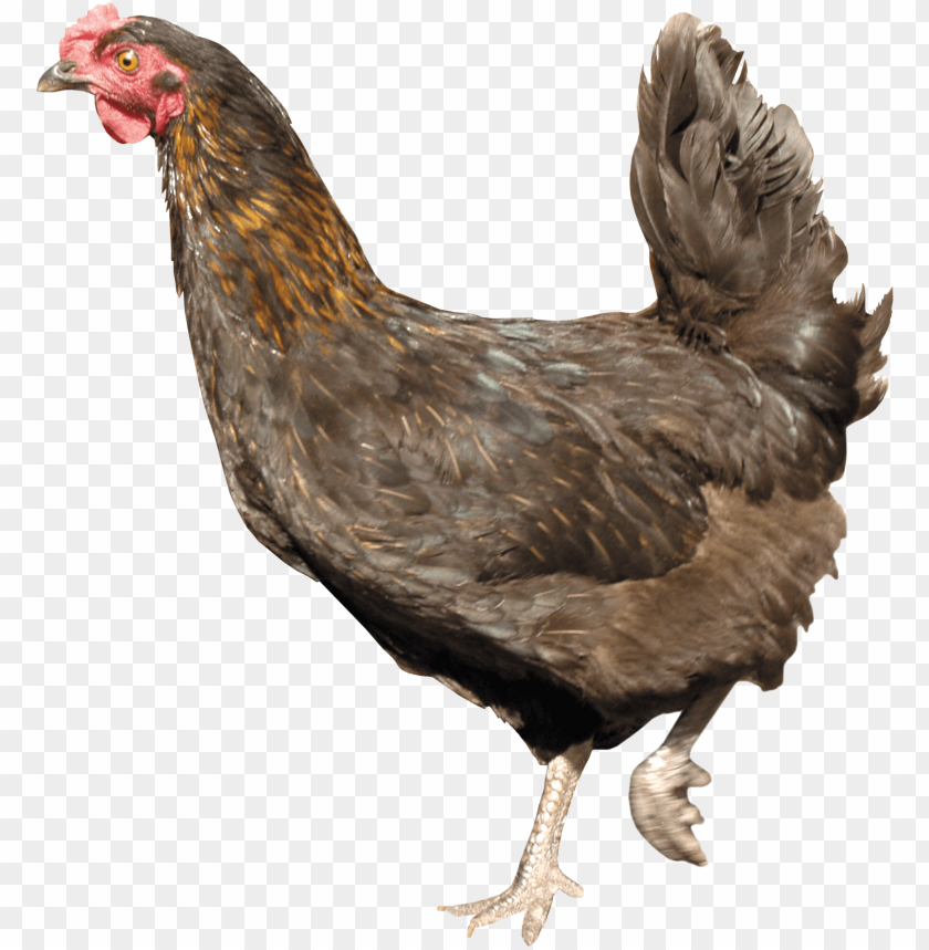 chicken png, png,chicken