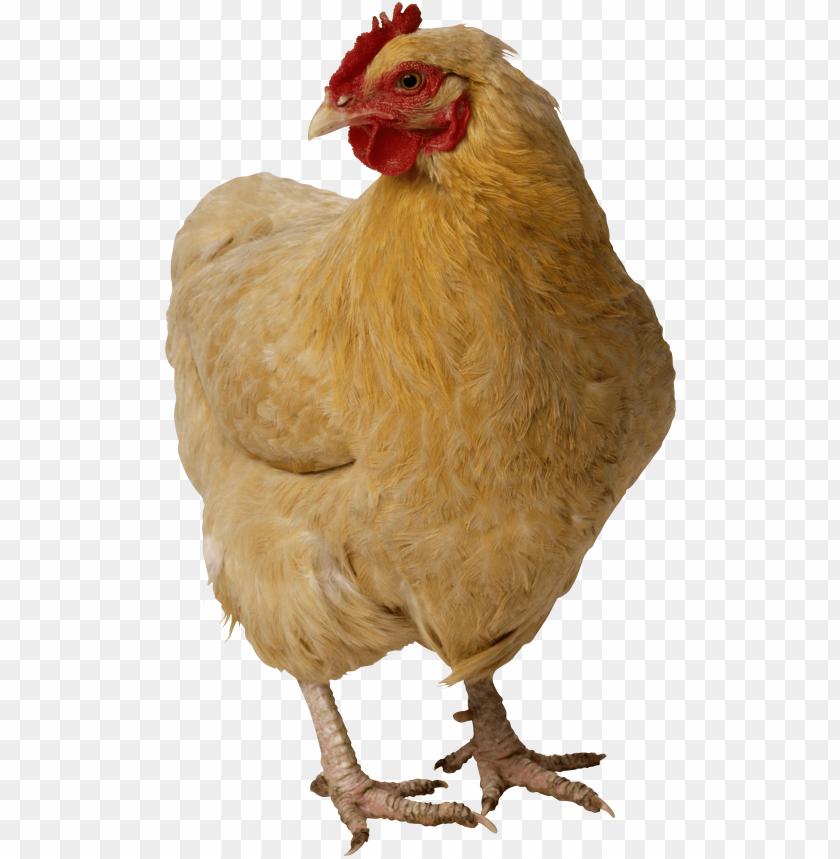 chicken png, png,chicken