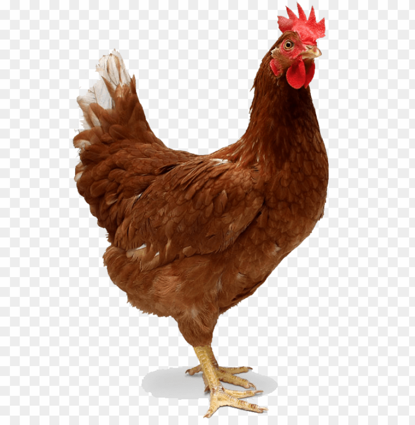 chicken png, png,chicken