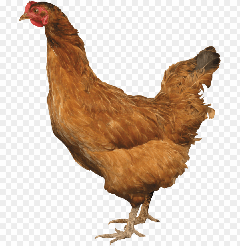 chicken png, png,chicken