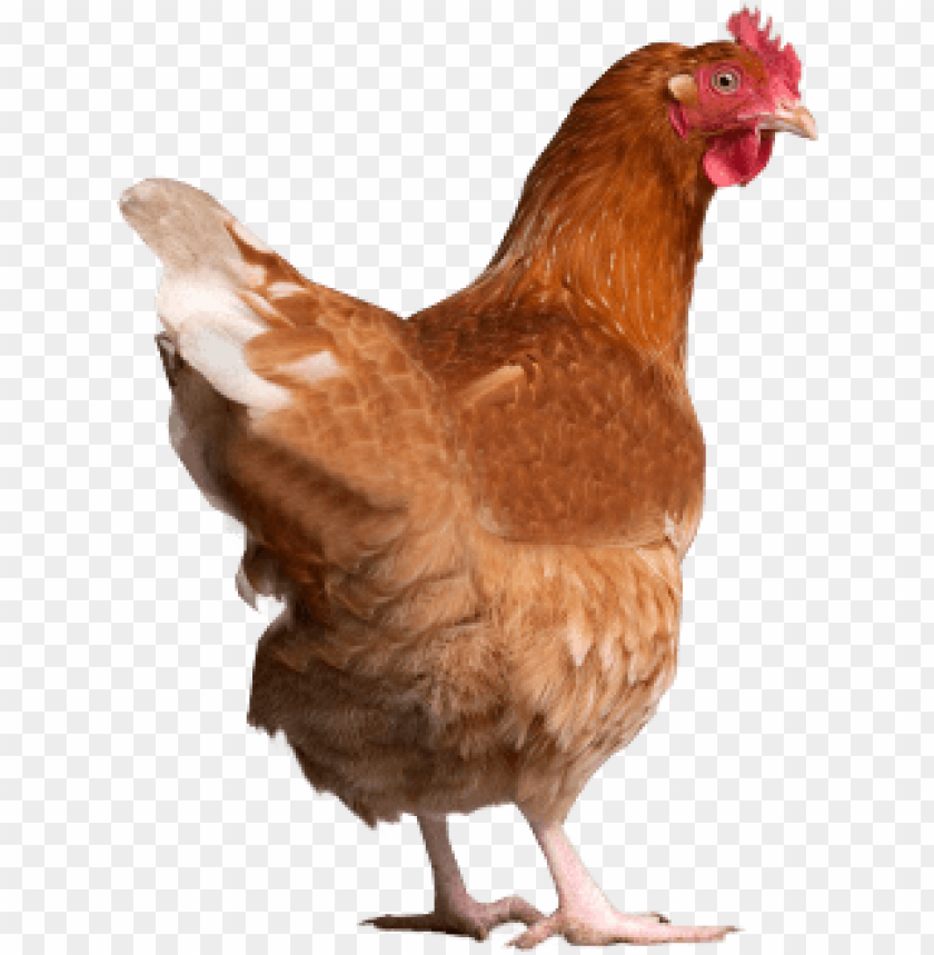 chicken, poultry, farm animal, brown feathers, hens, livestock, bird