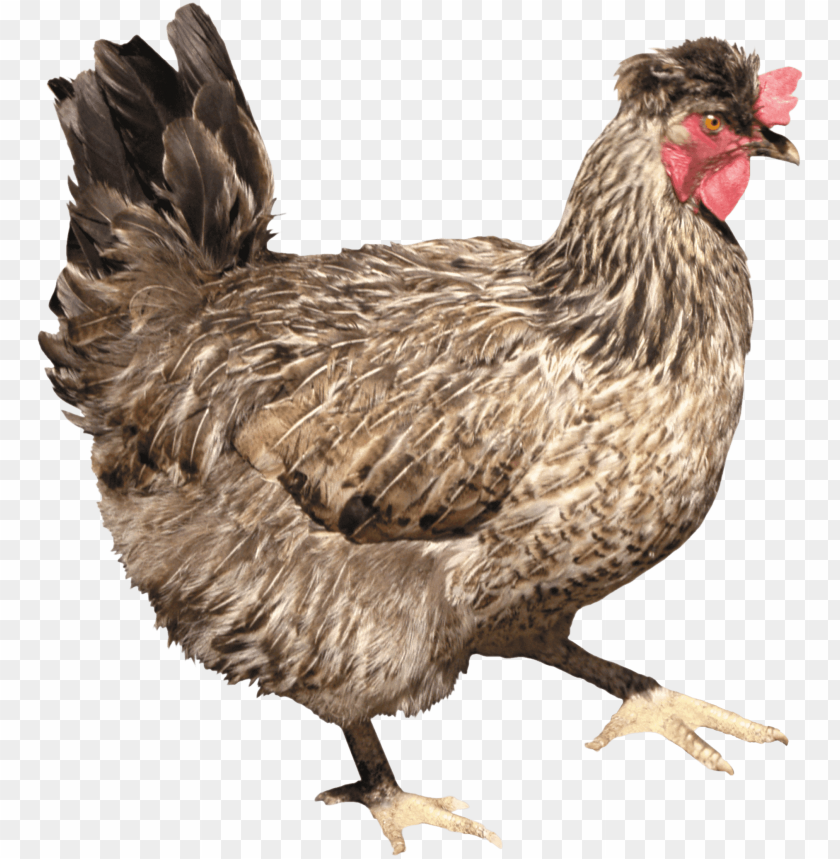 chicken, poultry, bird, feathered animal, farm animal, livestock, nature