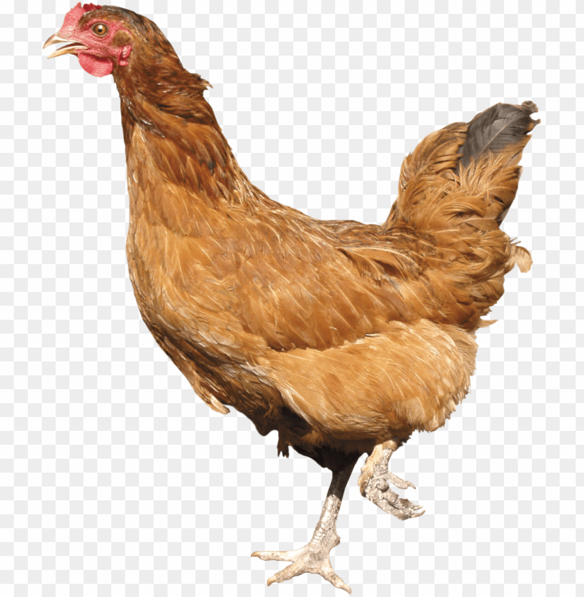 chicken png, chicken,png