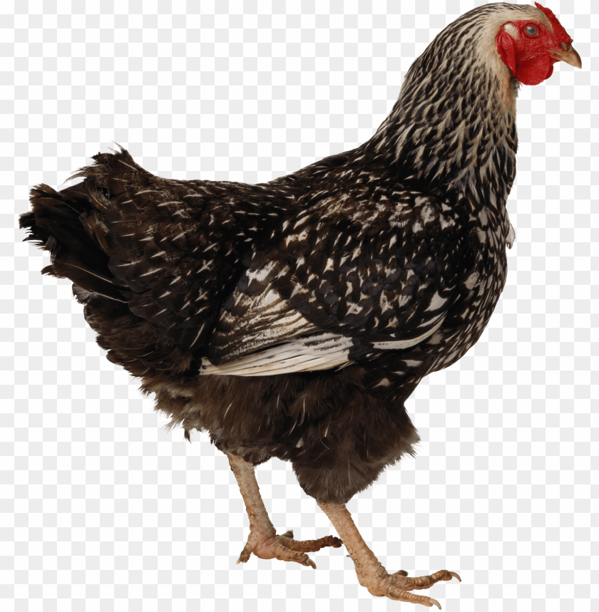 chicken png, chicken,png