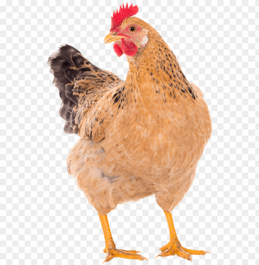 chicken png, chicken,png