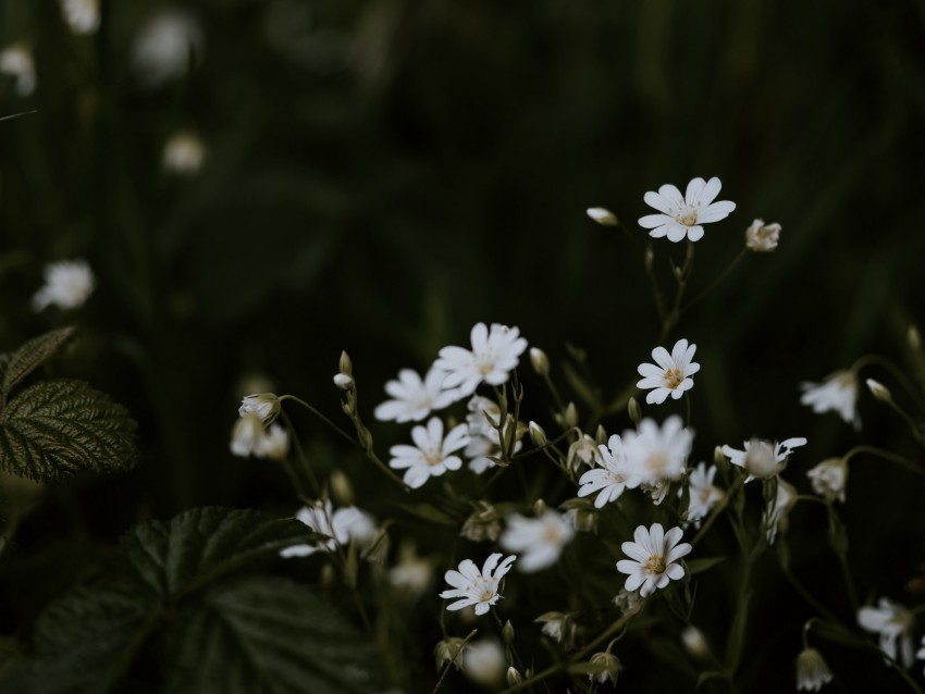 chickweeds, flowers, flowering, glade