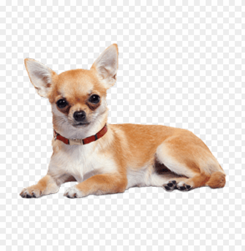 animals, dogs, chihuahua lying down, 