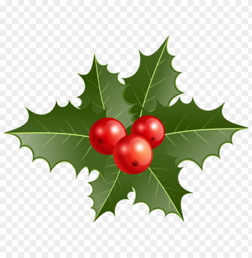 holly, red berries, green leaves, winter greenery, festive decoration, holiday plant, ornamental foliage