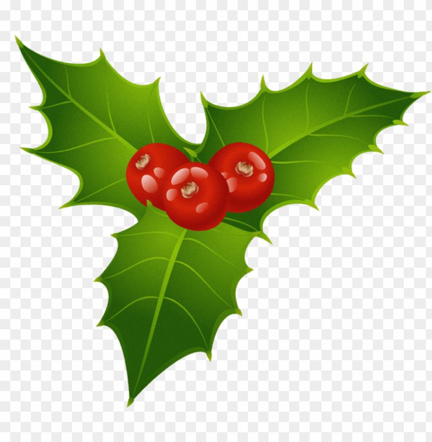 holly, green leaves, red berries, festive plants, holiday decoration, winter greenery, botanical elements