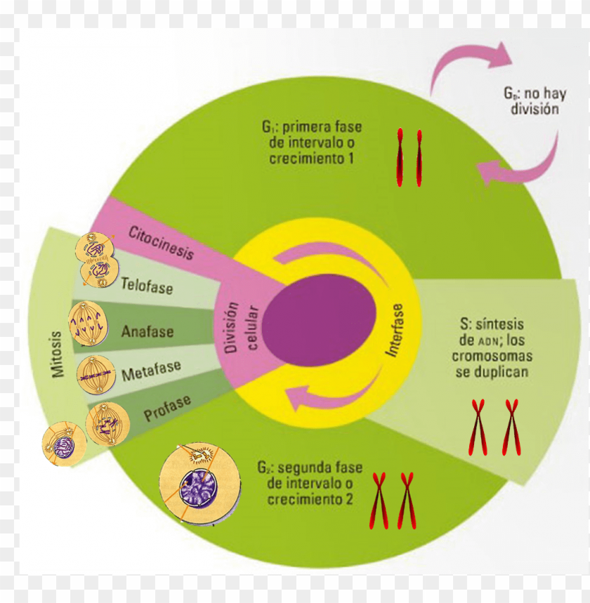 ciclo celular