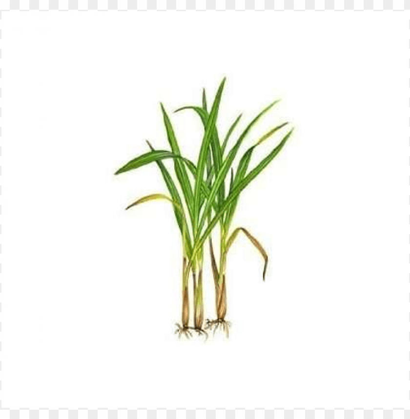 citronella