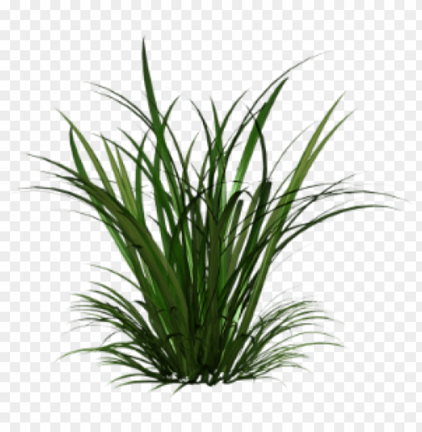 citronella