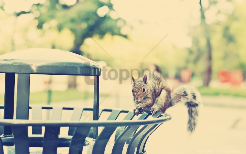 City Climb Light Squirrel Walk Wallpaper PNG Transparent Background