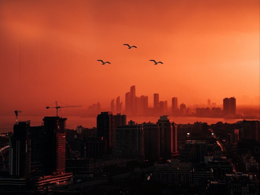 City Sunset Aerial View Dusk Buildings Birds Background