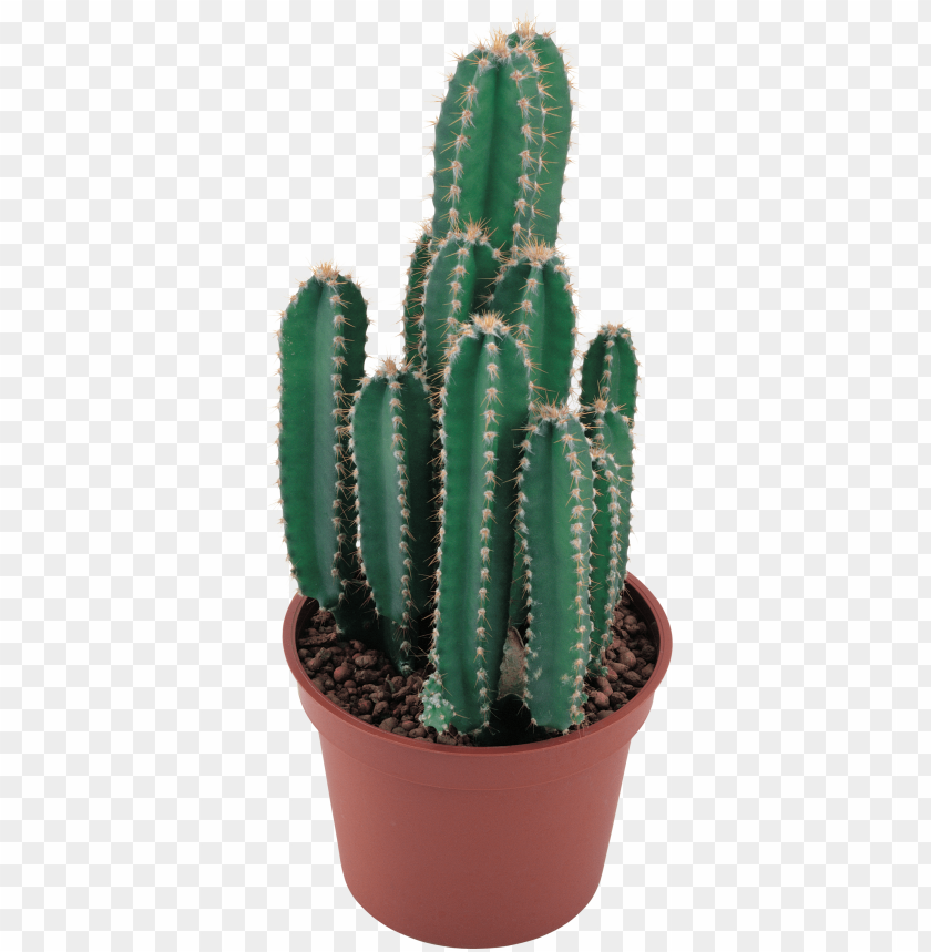 
cactus
, 
plant
, 
desert
, 
design
, 
balcony
