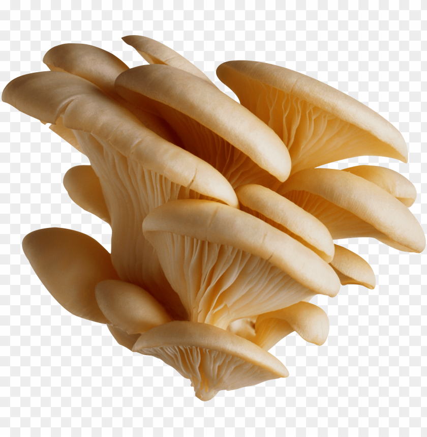 
mushroom
, 
eatable
, 
poisnous
, 
shroom
, 
brown
, 
white
