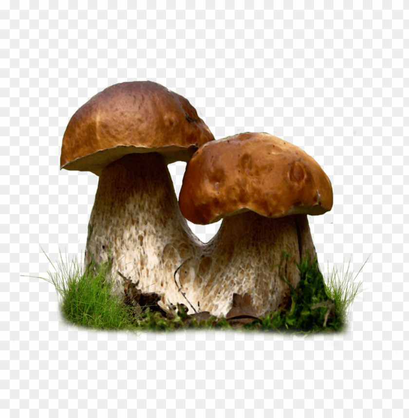 mushroom, wild mushrooms, forest fungi, edible mushrooms, brown caps, nature, mushroom growth