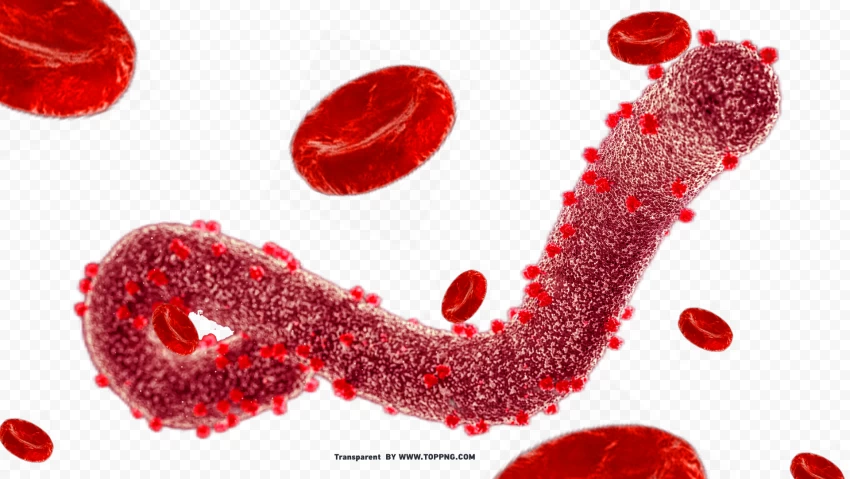 Clear Image Of Marburg Virus For Design PNG Transparent Background