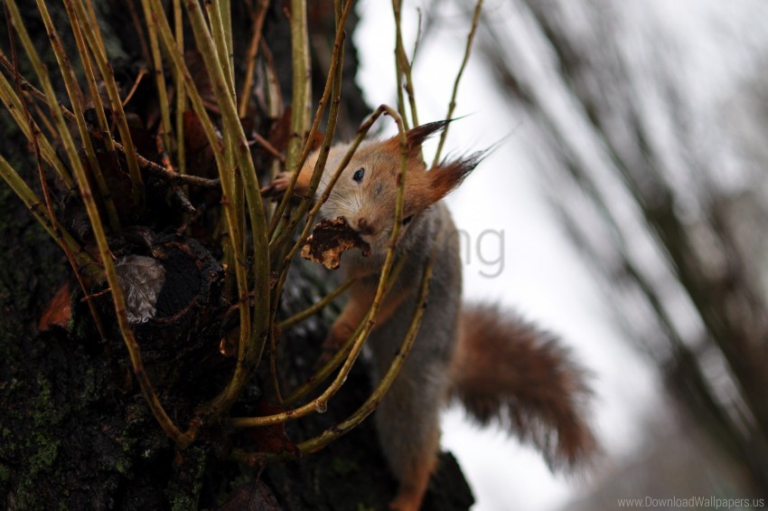 Climb Grass Squirrel Wallpaper PNG Transparent Background