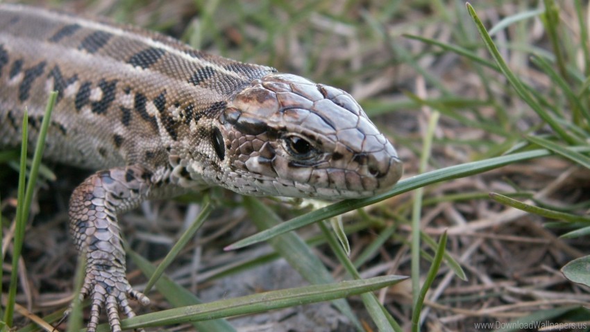 Climbing Grass Lizard Reptile Wallpaper PNG Transparent Background