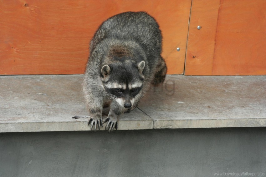 Climbing Raccoon Spotted Wallpaper PNG Transparent Background