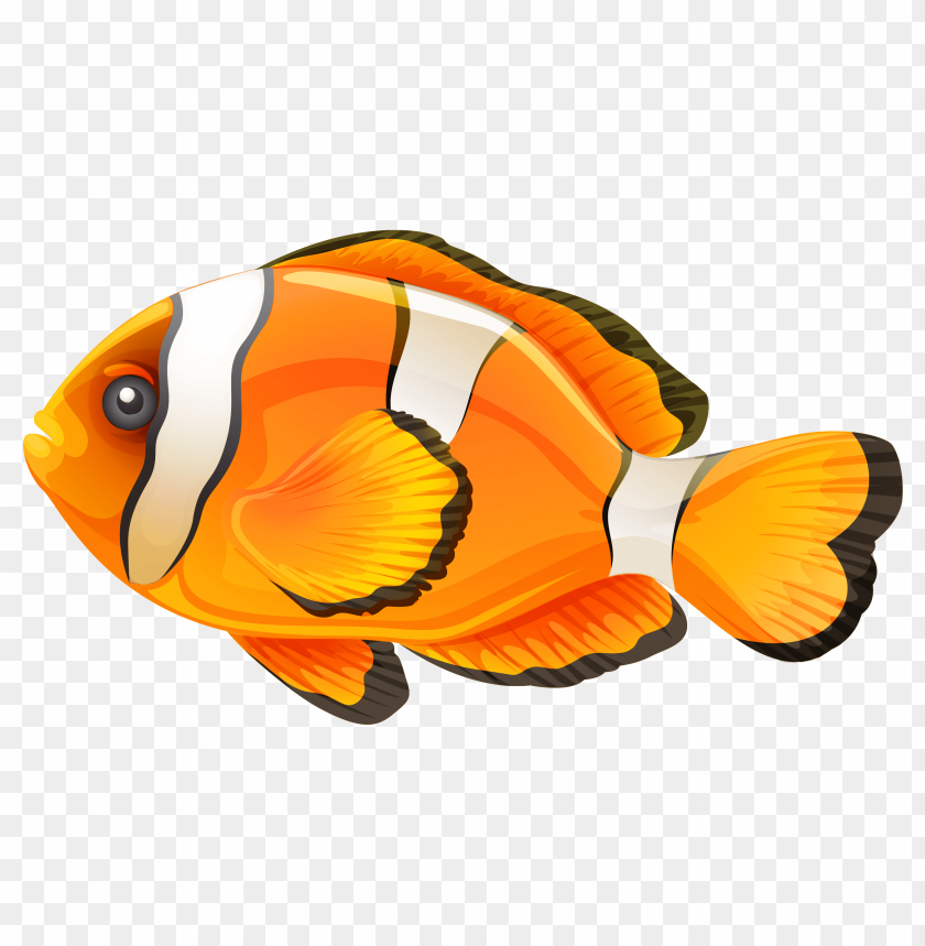 clownfish