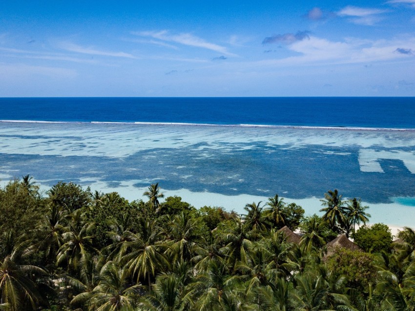 coast, palm trees, ocean, beach, tropics