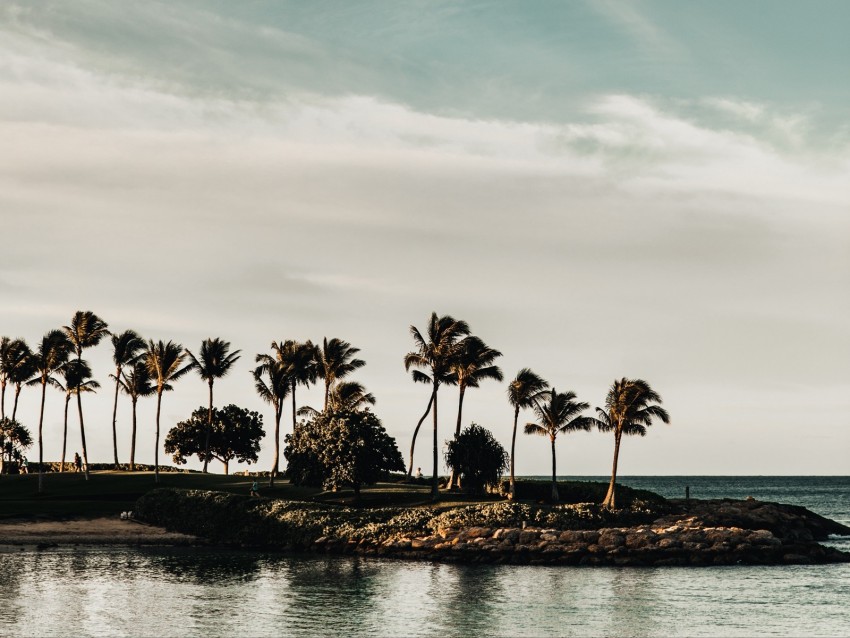 coast, sea, palm trees, trees, landscape