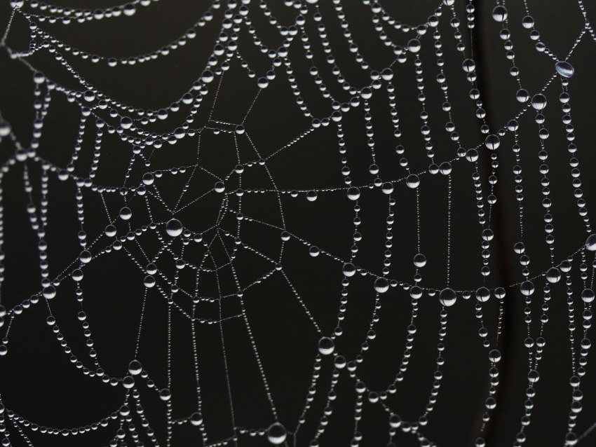 cobweb, drops, dew, bw