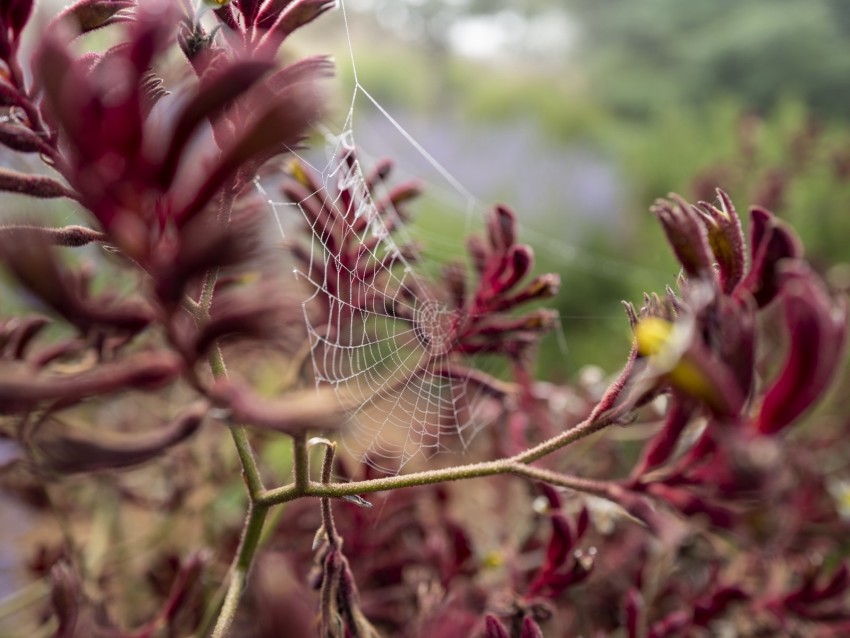 Cobweb Plant Branches Macro Closeup Background