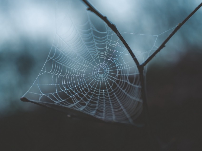 Cobweb Weaving Macro Dew Drops Blur Background