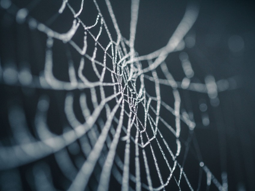 cobweb, wet, dew, macro, closeup