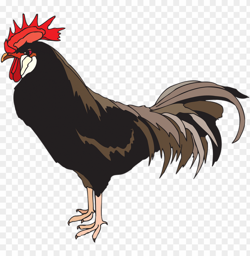 cock png,rooster png,fowl png,crow png,free png,fowl,cock file png