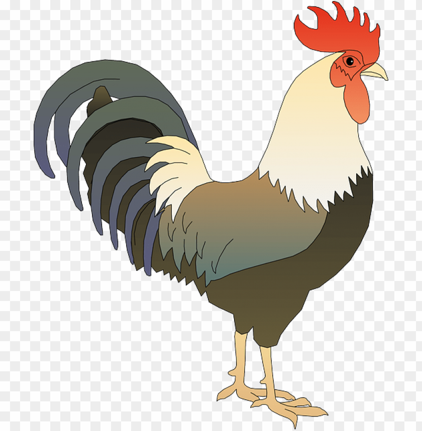 cock png,rooster png,fowl png,crow png,free png,fowl,cock file png