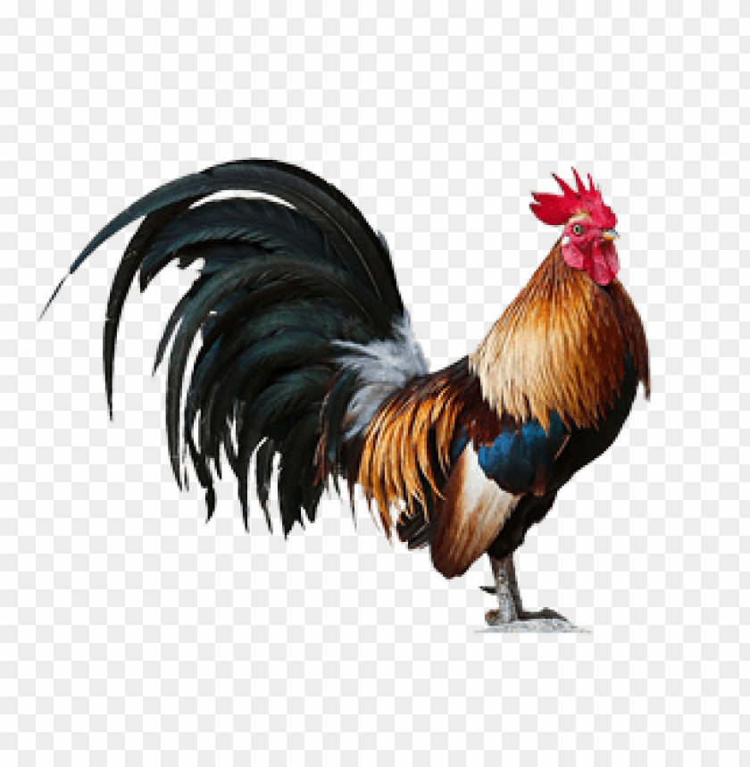 cock png,rooster png,fowl png,crow png,free png,fowl,cock file png