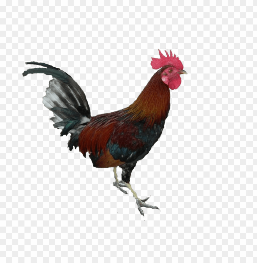 cock png,rooster png,fowl png,crow png,free png,fowl,cock file png